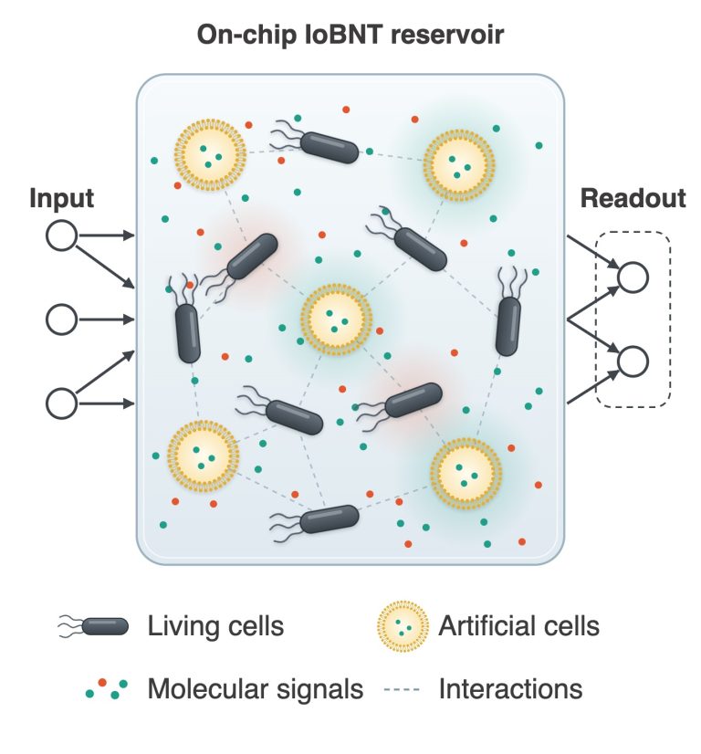 Illustration of an on-chip IoBNT reservoir where living cells and artificial cells exchange molecular signals between input and readout layers